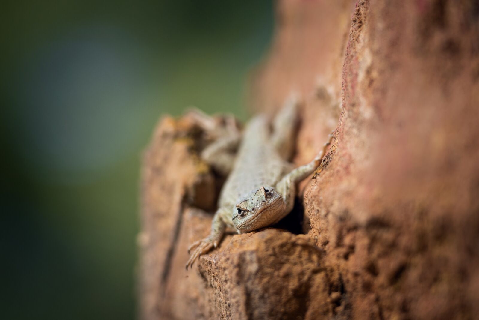 Nikon D7200 sample photo. Lizard, reptile, nature photography