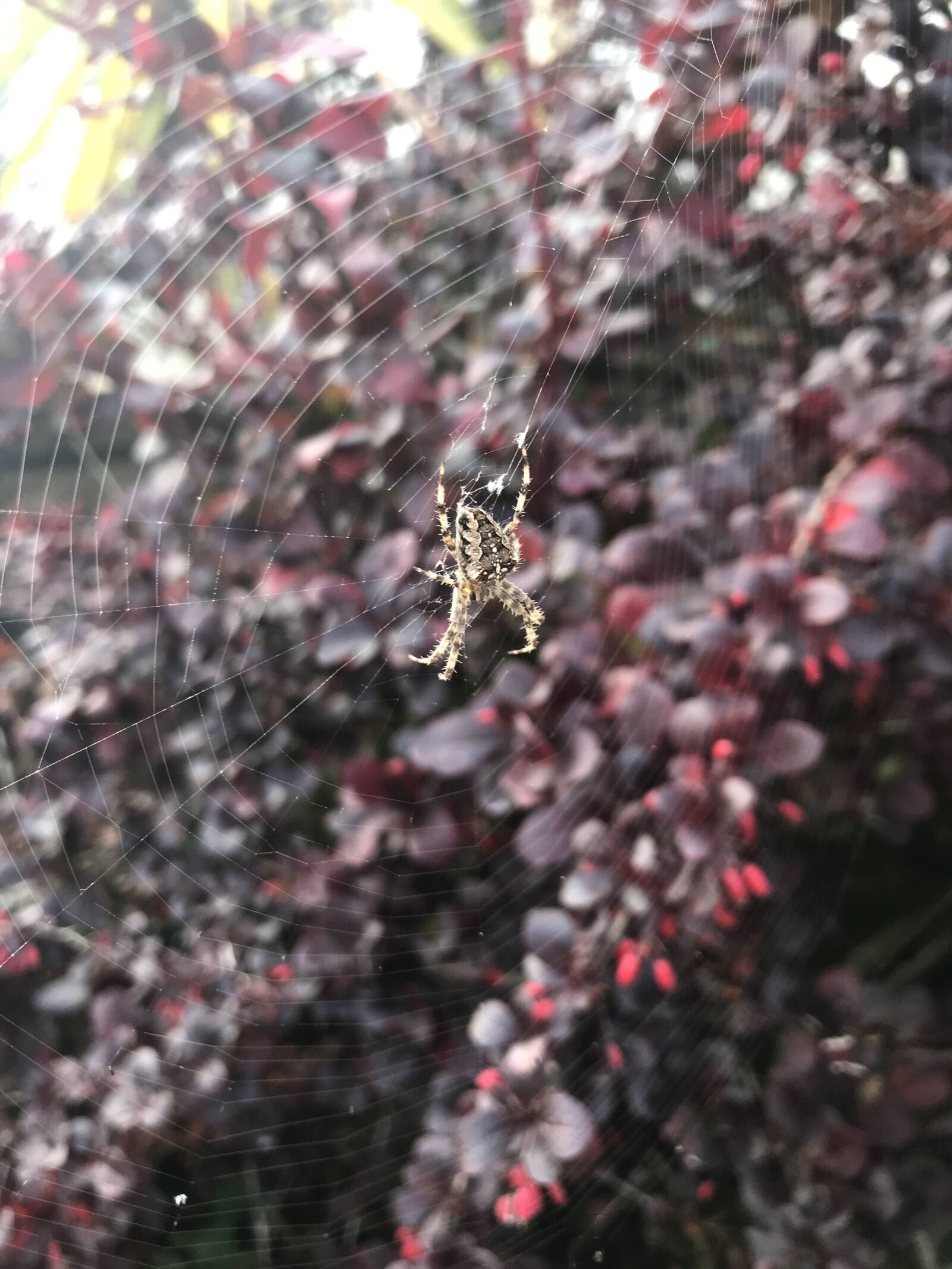 iPhone 7 back camera 3.99mm f/1.8 sample photo. Spider, web, spiderweb photography