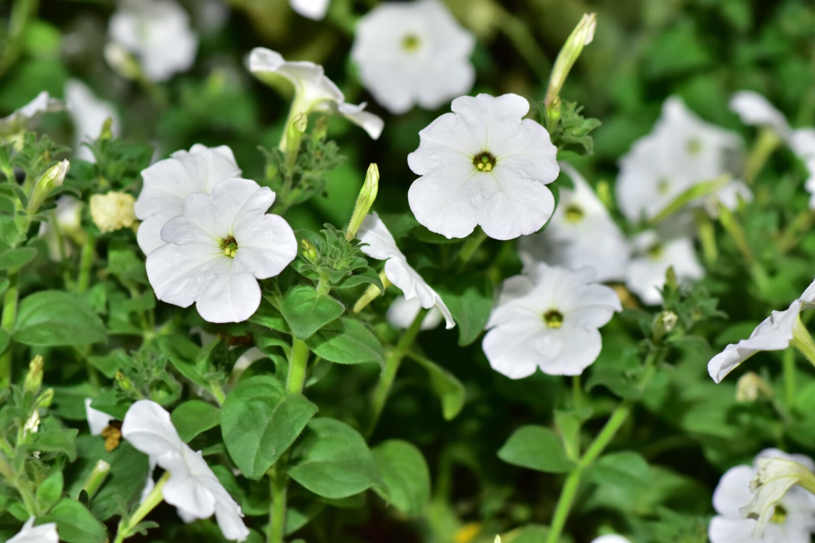 Nikon D5500 sample photo. Floral, dubai, miracle garden photography