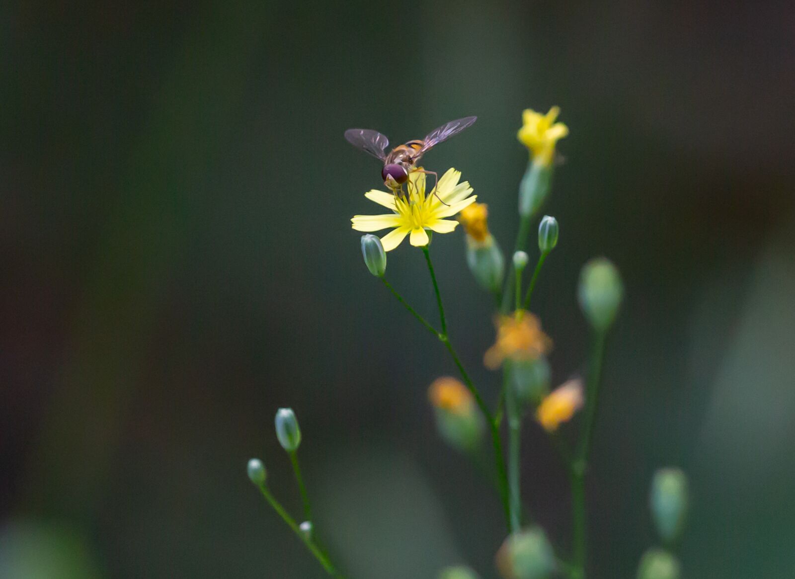 Canon EOS 5D Mark III sample photo. Wild yellow flower, hoverfly photography