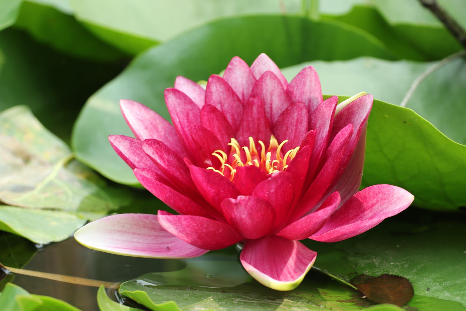Canon EOS 200D (EOS Rebel SL2 / EOS Kiss X9) sample photo. Lily pad, flower, pond photography