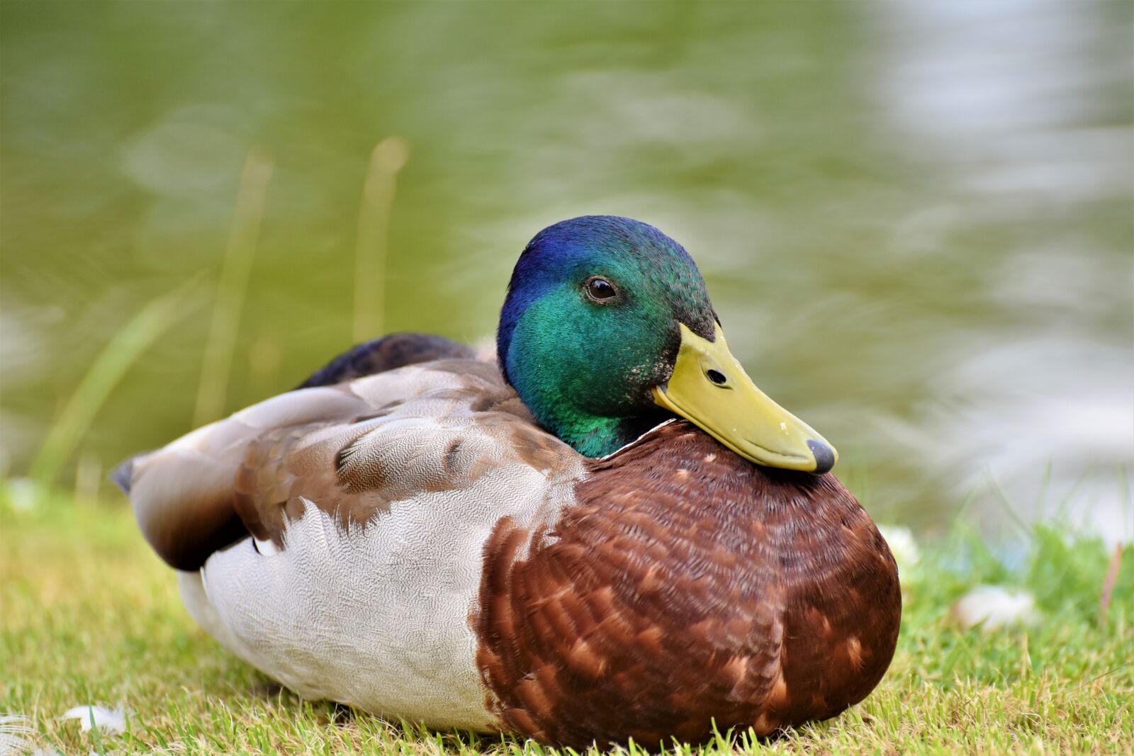 Nikon D7200 sample photo. Duck, drake, bird photography