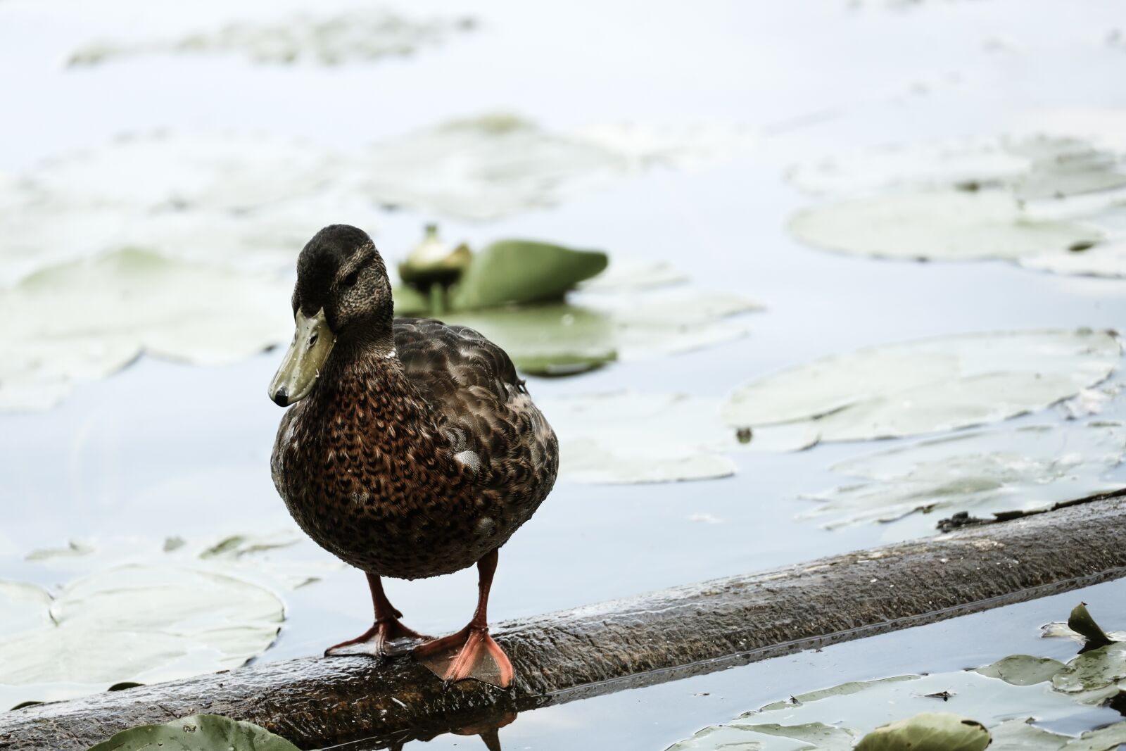 Canon EOS R sample photo. Duck, lake, water photography