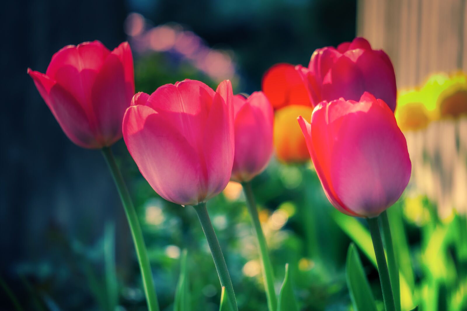 Panasonic Lumix DMC-GX8 sample photo. Tulip, flower, bloom photography