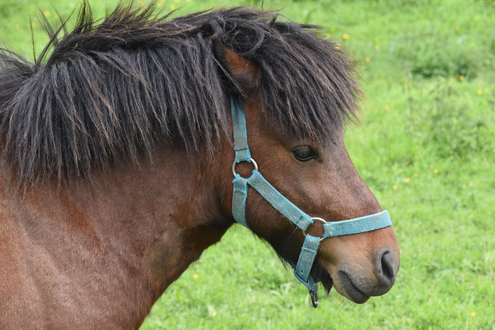 Nikon D5600 sample photo. Shetland pony, small horse photography