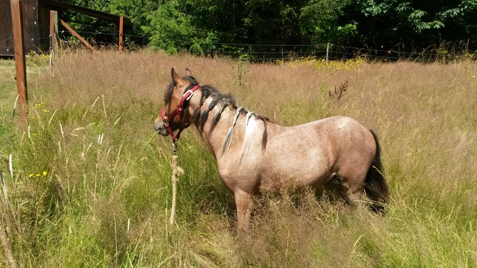 Samsung Galaxy S4 Mini sample photo. Pony, field, grass photography