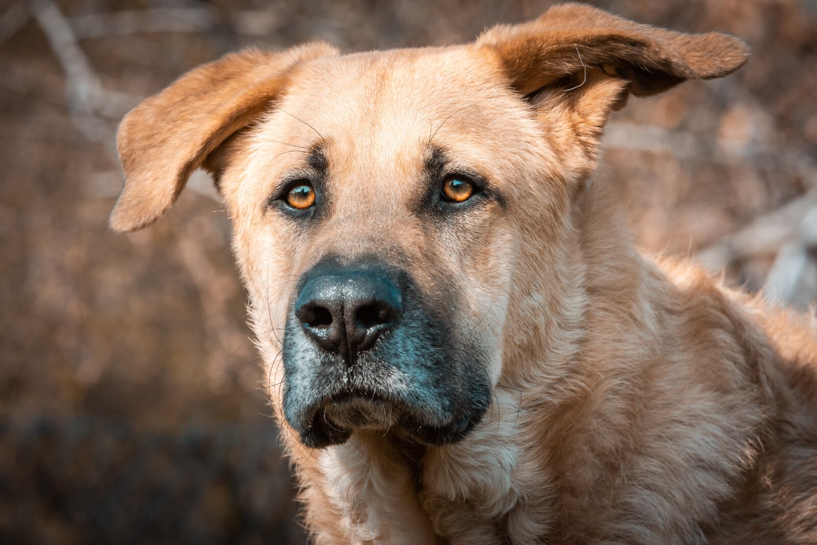 Nikon D7200 sample photo. Dog, vigilant, head photography