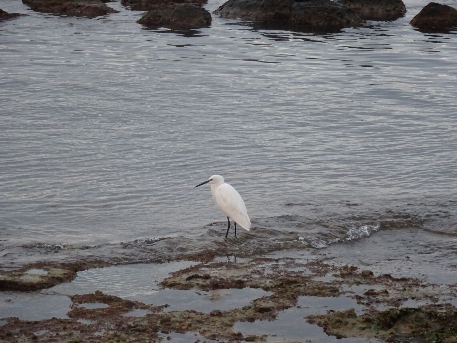 Sony Cyber-shot DSC-WX350 sample photo. Sea, bird, rocks photography