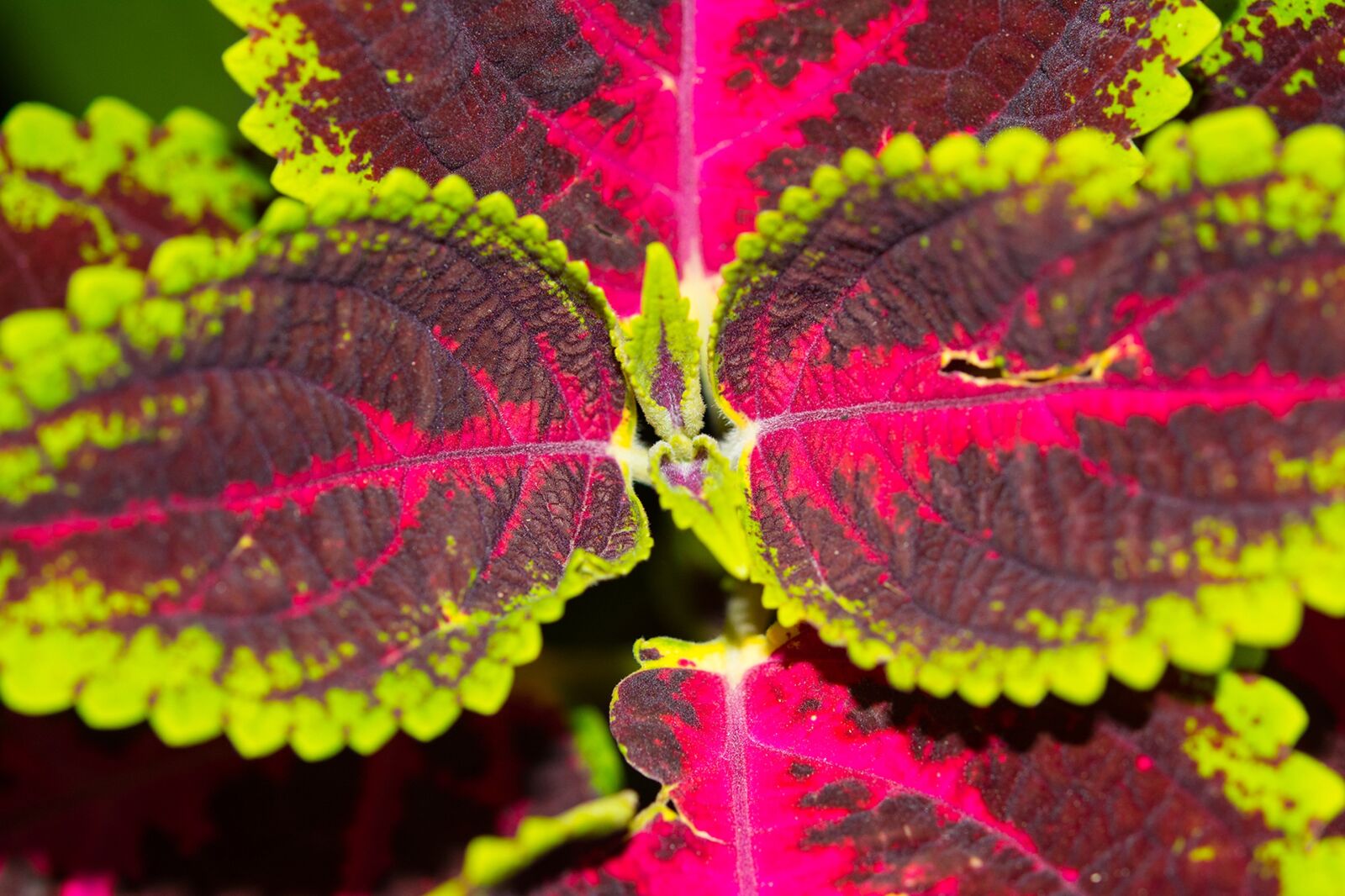 Nikon D7100 sample photo. Leaves, colorful, closeup photography