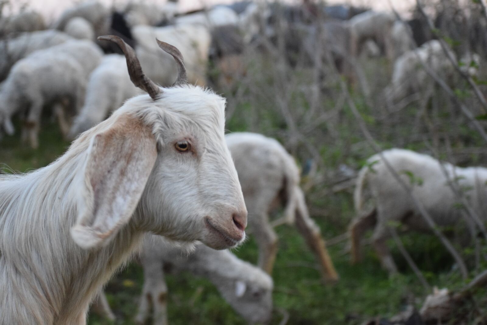 Nikon D3300 sample photo. Goat, animal, mammal photography