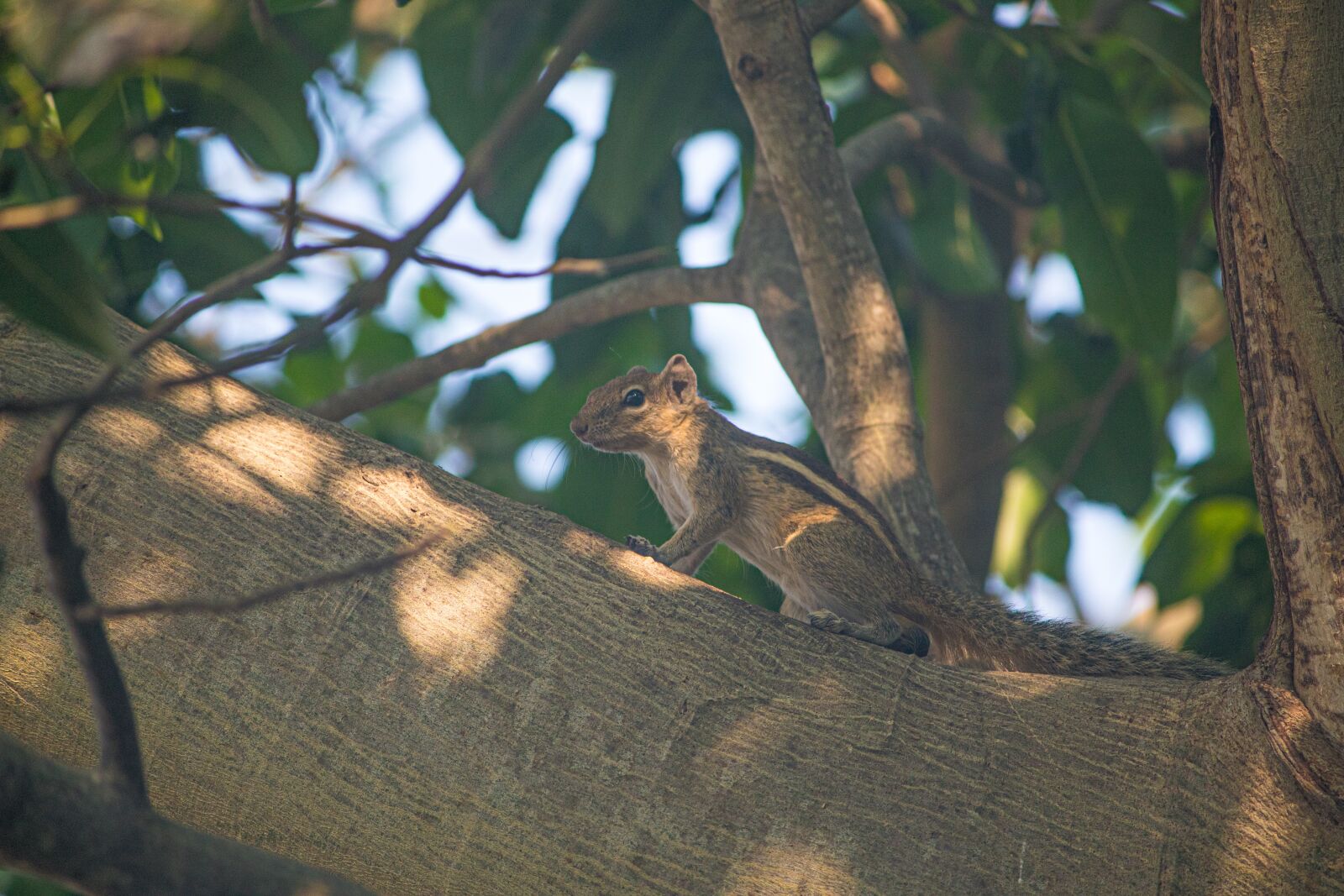 Canon EOS 1300D (EOS Rebel T6 / EOS Kiss X80) sample photo. Squirrel, chipmunk, animal photography