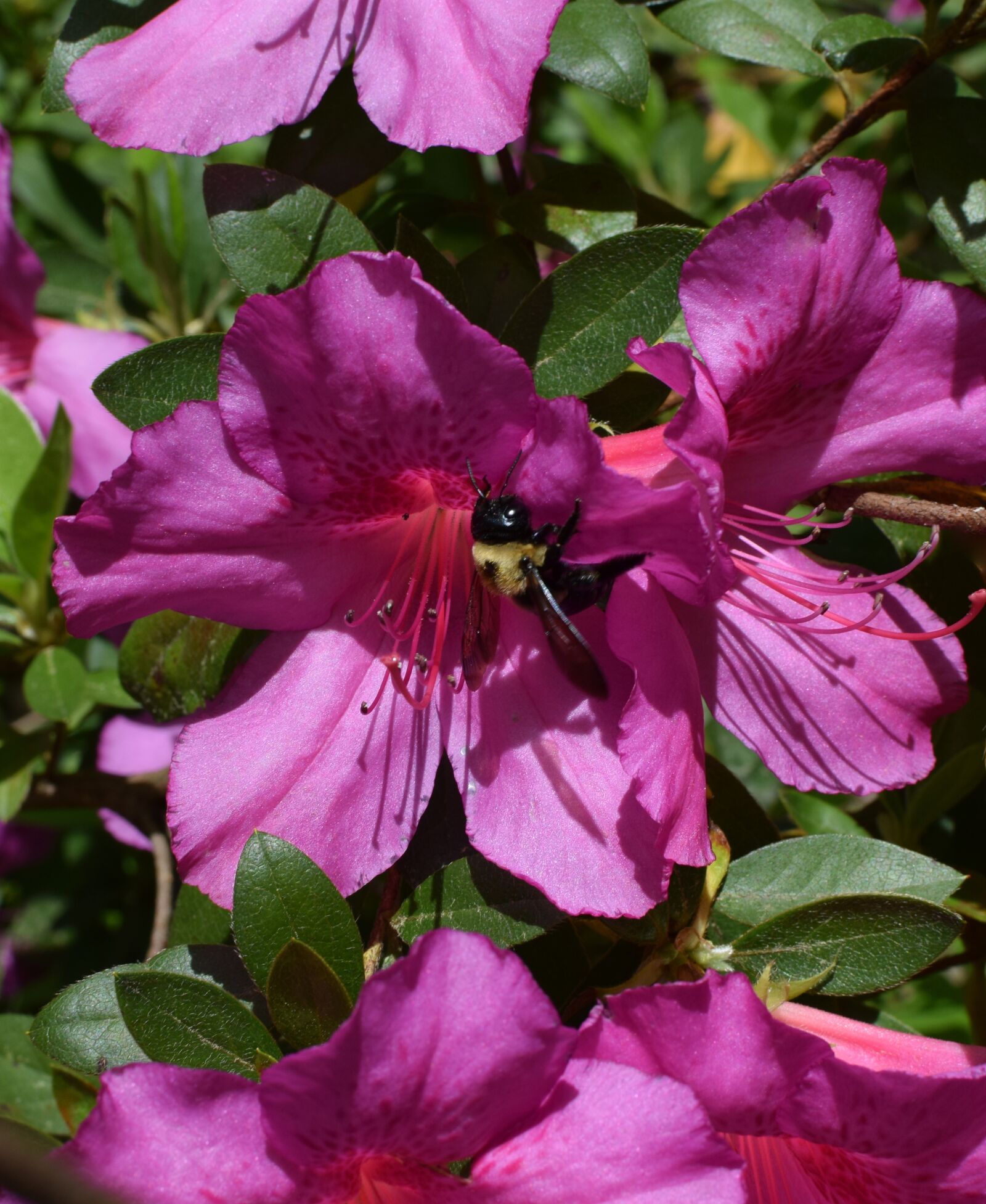 Nikon D3300 sample photo. Azalea, flower, blossom photography