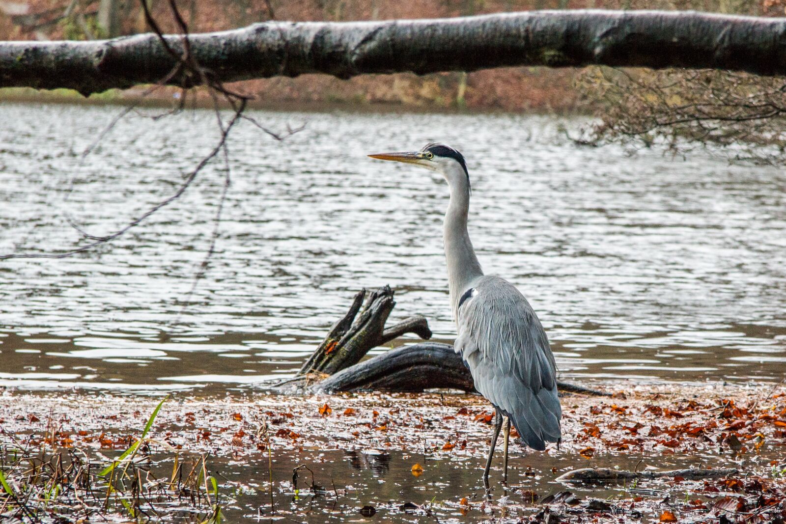 Canon EF-S 17-85mm F4-5.6 IS USM sample photo. Fischreier, bird, lake photography