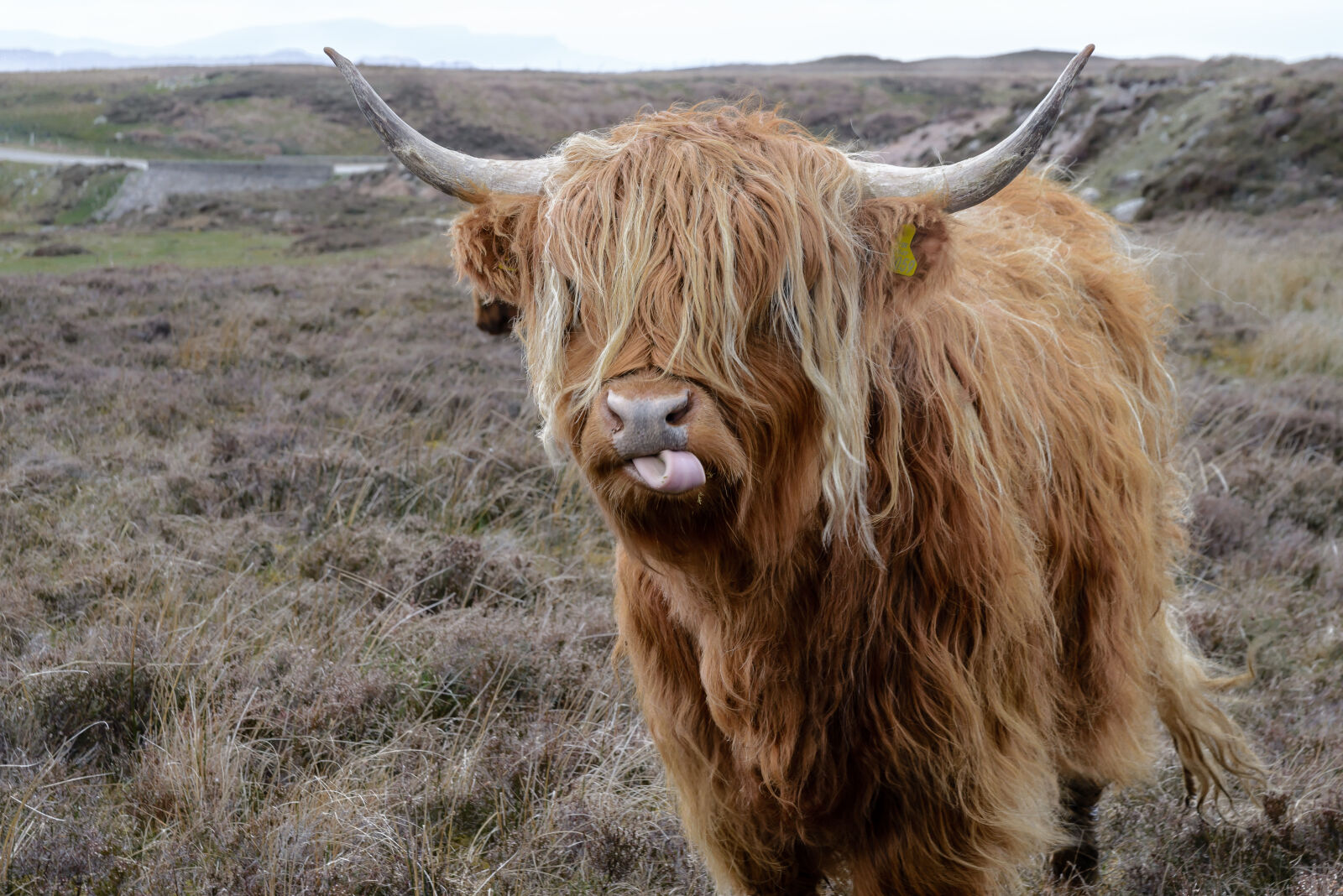 Nikon D610 sample photo. Brown, highland, cattle, on photography
