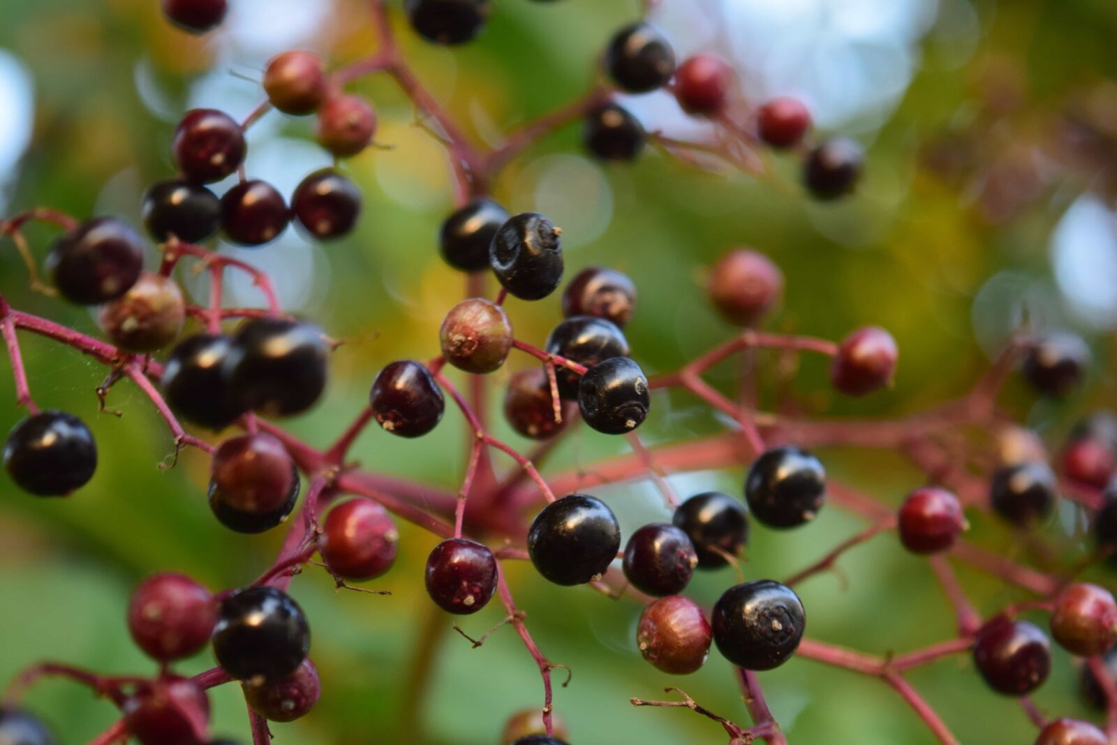 Nikon D3300 sample photo. Flora, garden, nature, fruit photography