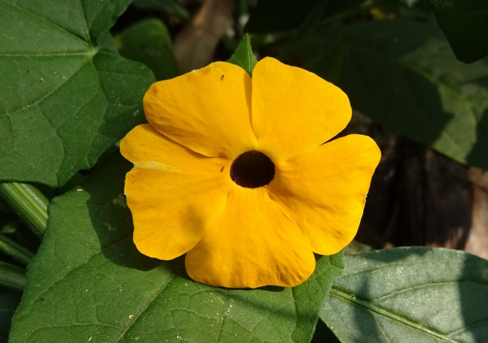 Sony DSC-HX60V sample photo. Flower, orange, thunbergia alata photography