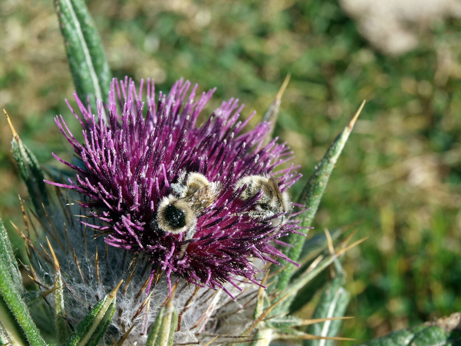 Olympus E-420 (EVOLT E-420) sample photo. Bees, pollen, flowering photography