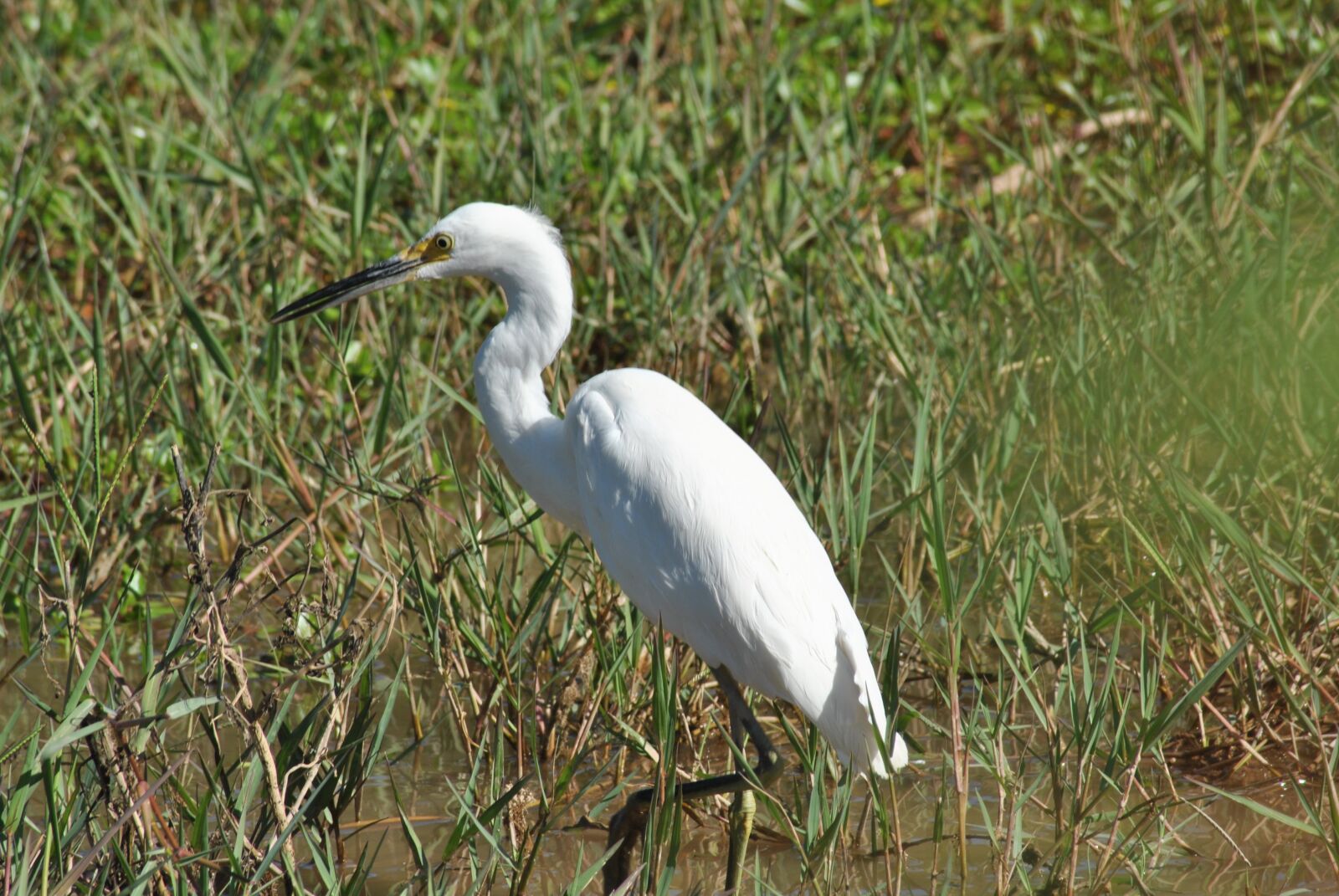 Nikon D3000 sample photo. Ave, fauna, bird photography