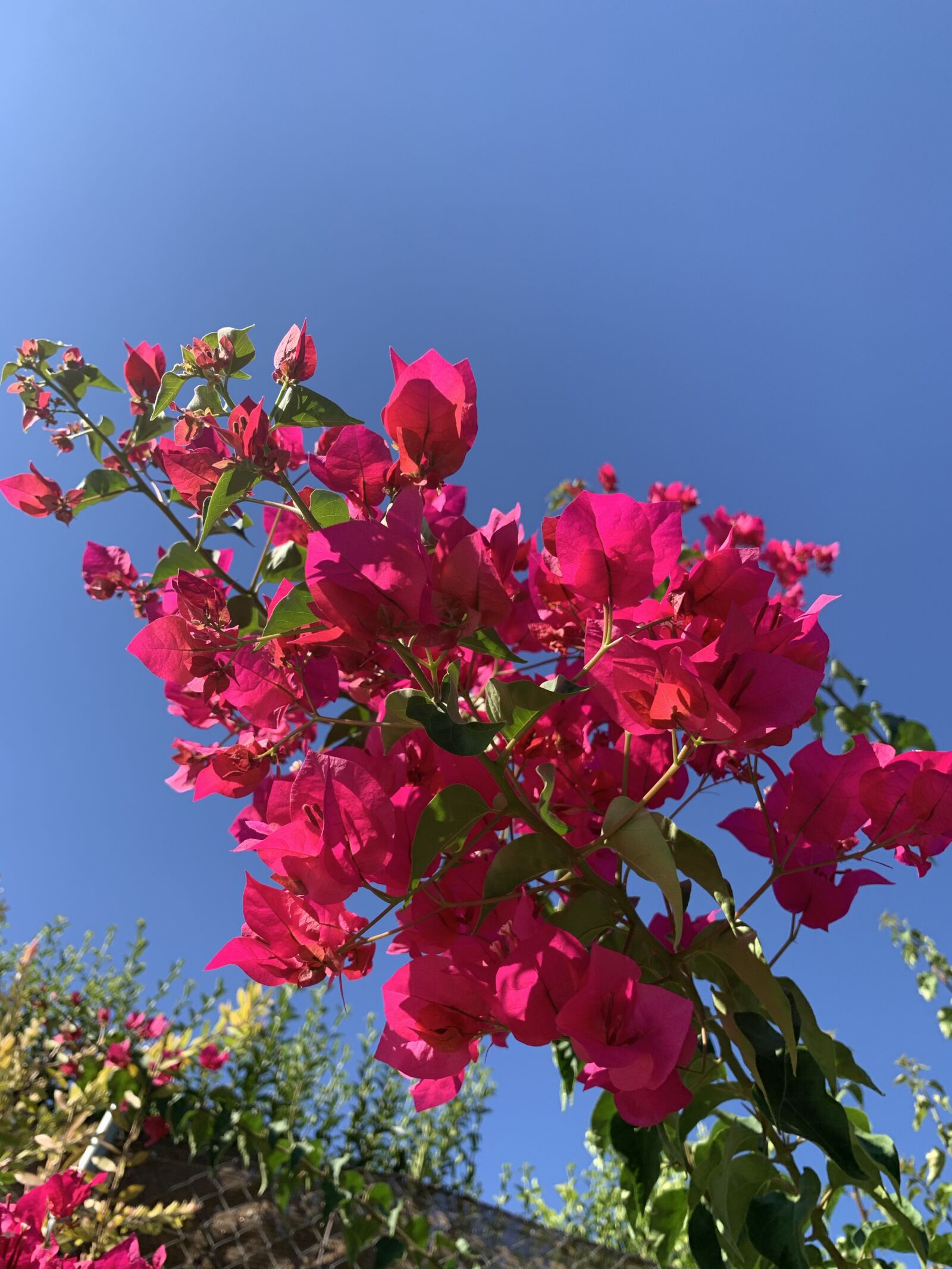 Apple iPhone XR sample photo. Bougainvillea, summer, sun photography