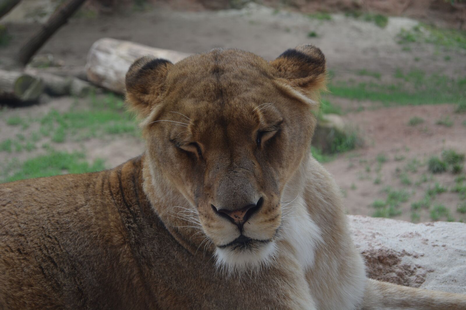 Nikon D5200 sample photo. Lioness, lion, predator photography