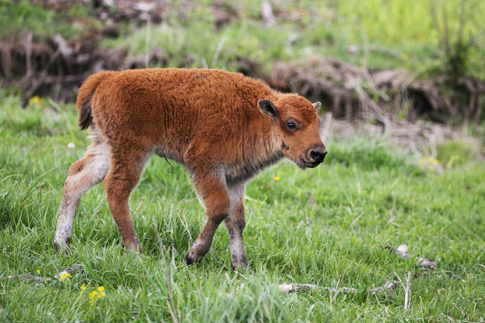 Canon EOS 5D Mark III sample photo. Bison, calf, buffalo photography