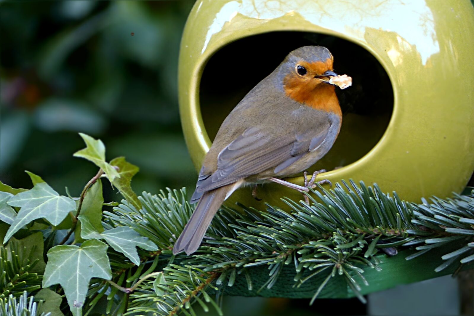 Panasonic Lumix DMC-FZ200 sample photo. Bird, robin, erithacus rubecula photography