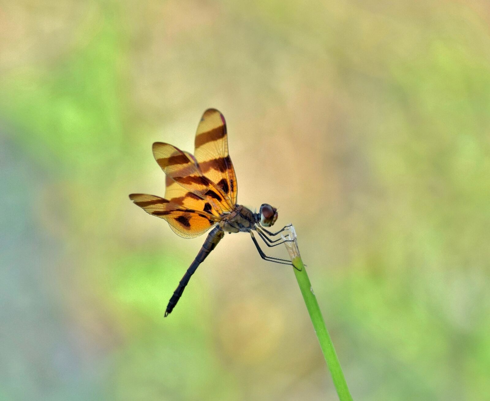 Nikon D5300 sample photo. Dragonfly, halloween pennant, halloween photography