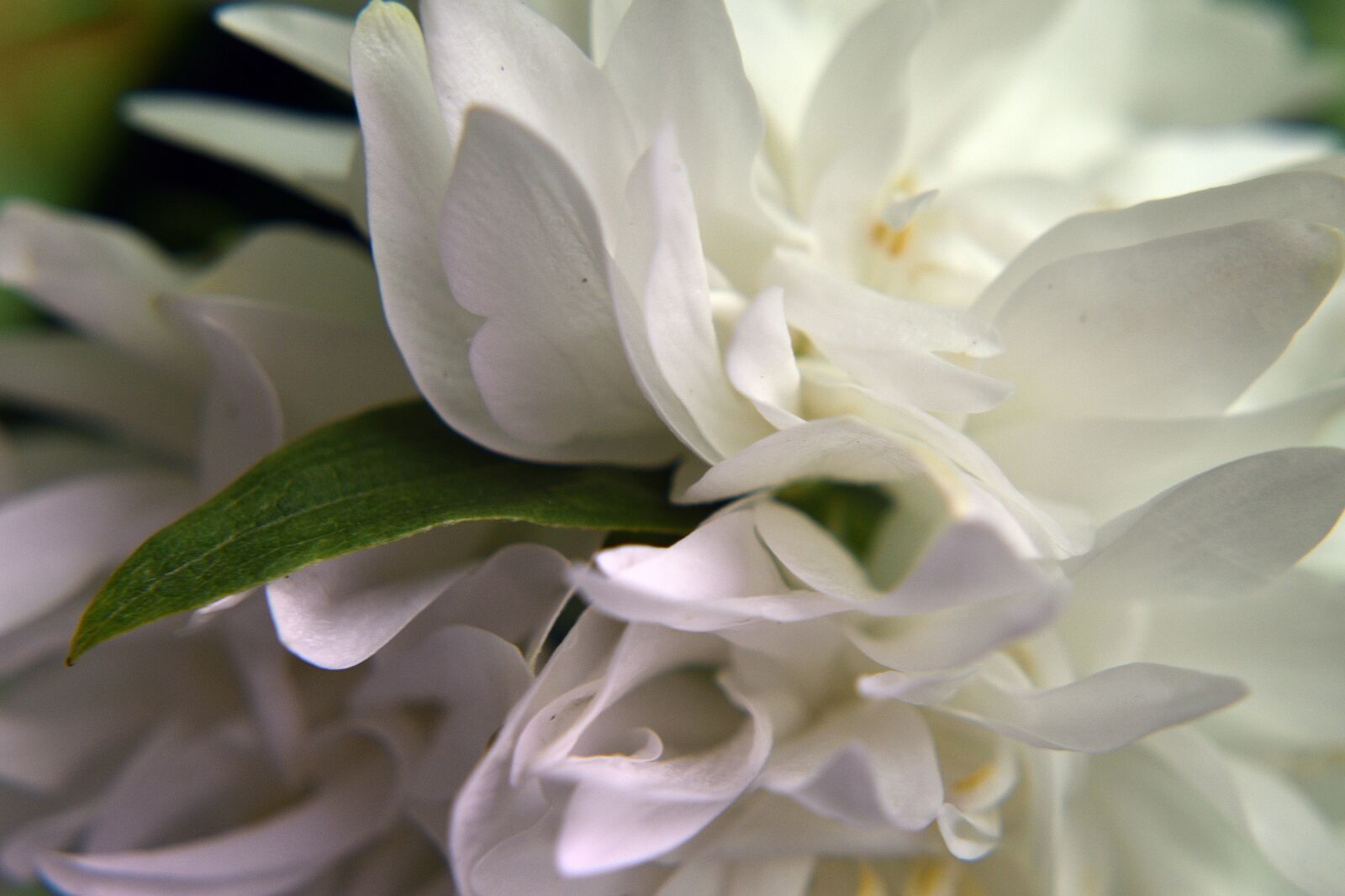 Nikon D3400 sample photo. Jasmine, garden, flower photography
