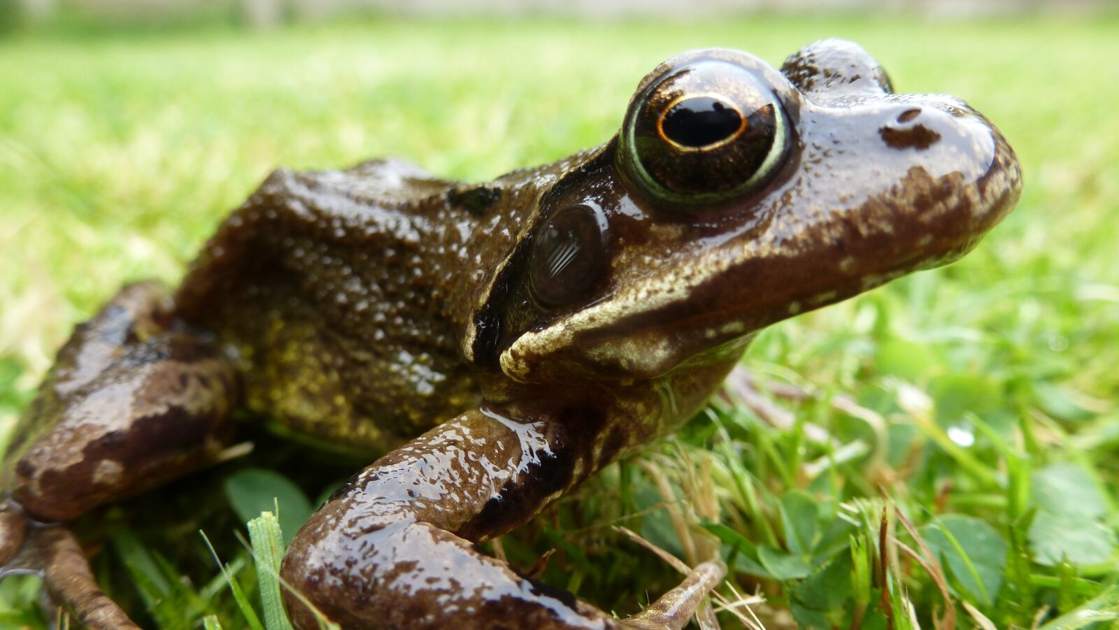 Panasonic DMC-TZ19 sample photo. Frog, close up, grass photography
