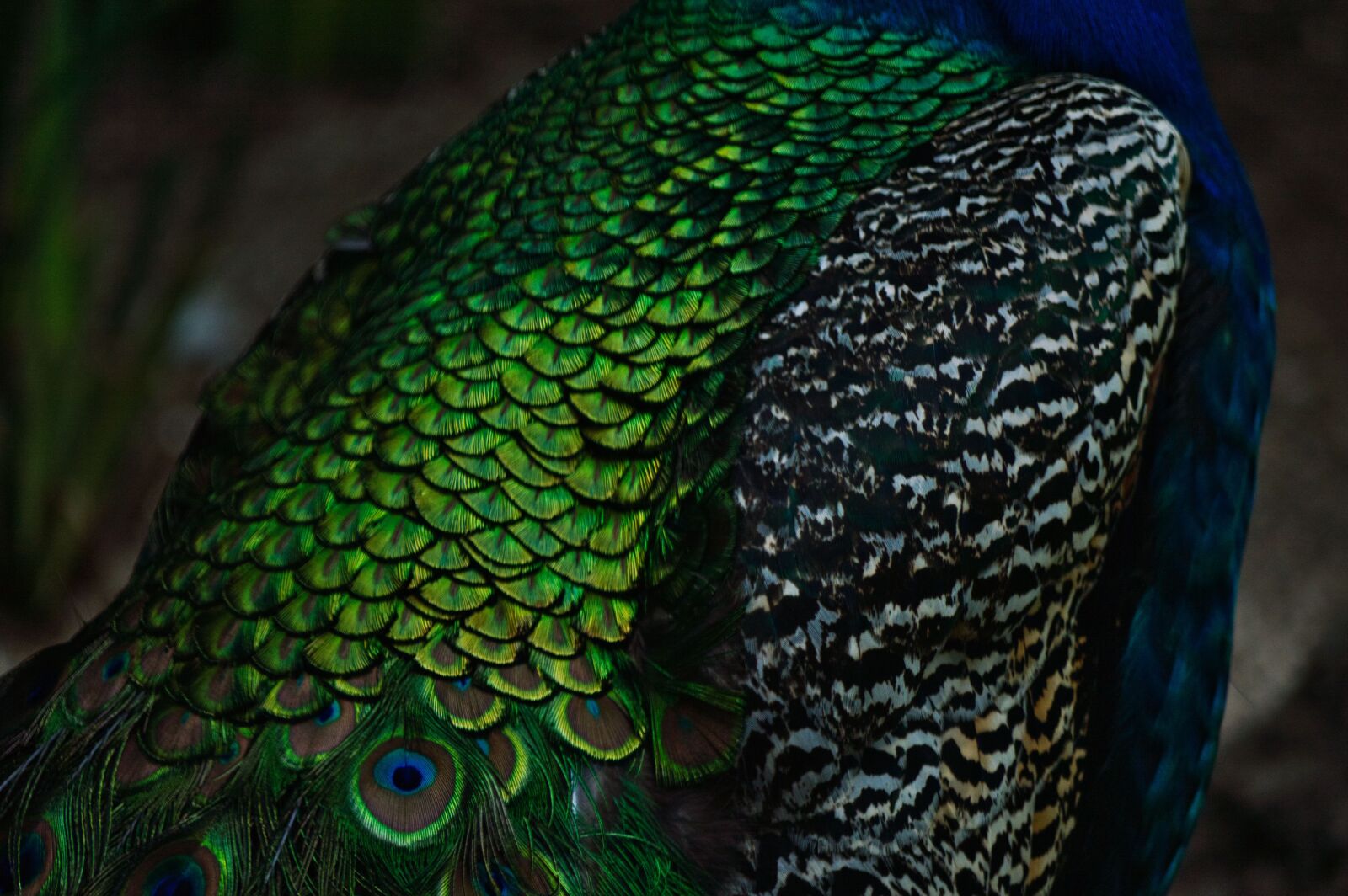 Nikon D3200 sample photo. Costa rica, ave, peacock photography