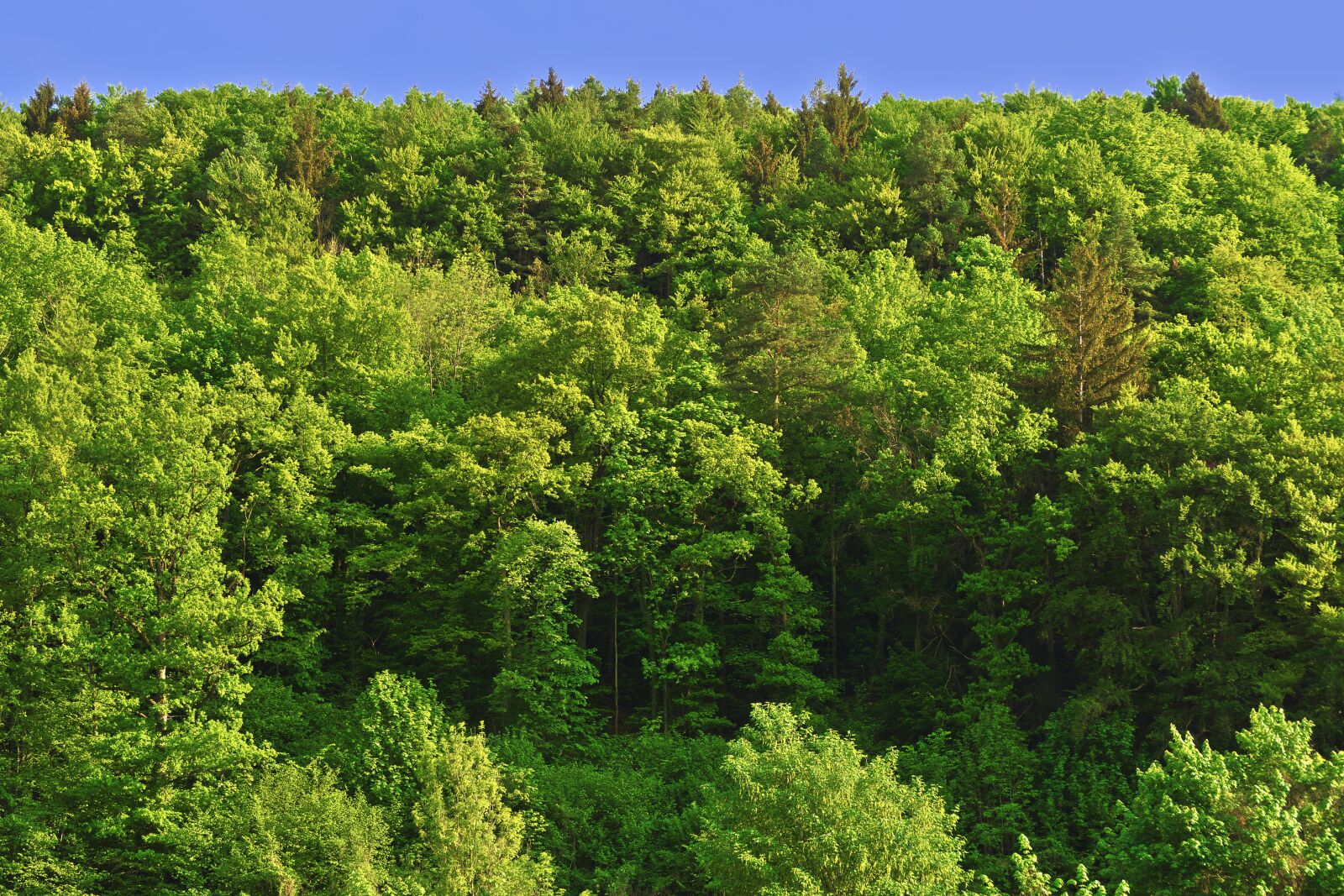 Panasonic Lumix DMC-FZ1000 sample photo. Trees, mountain forests, forest photography