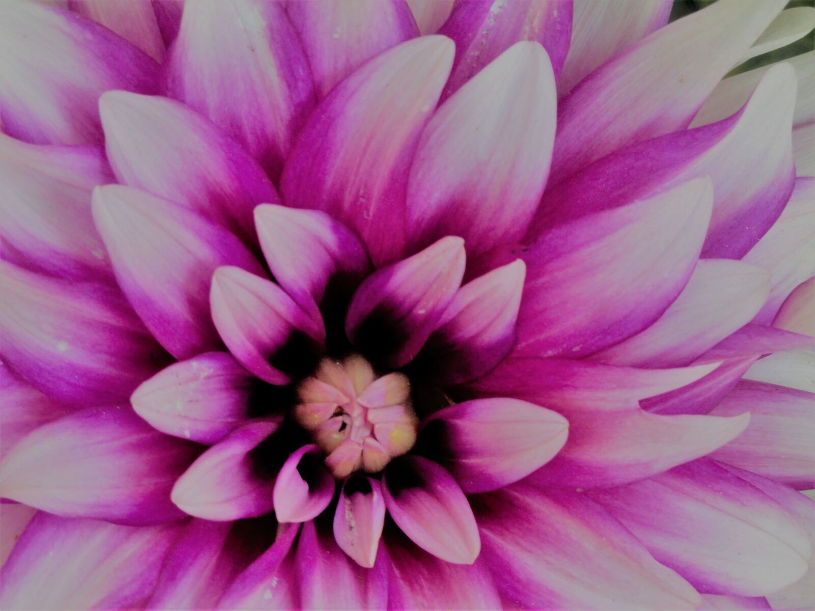Sony Cyber-shot DSC-H55 sample photo. Beautiful, flowers photography