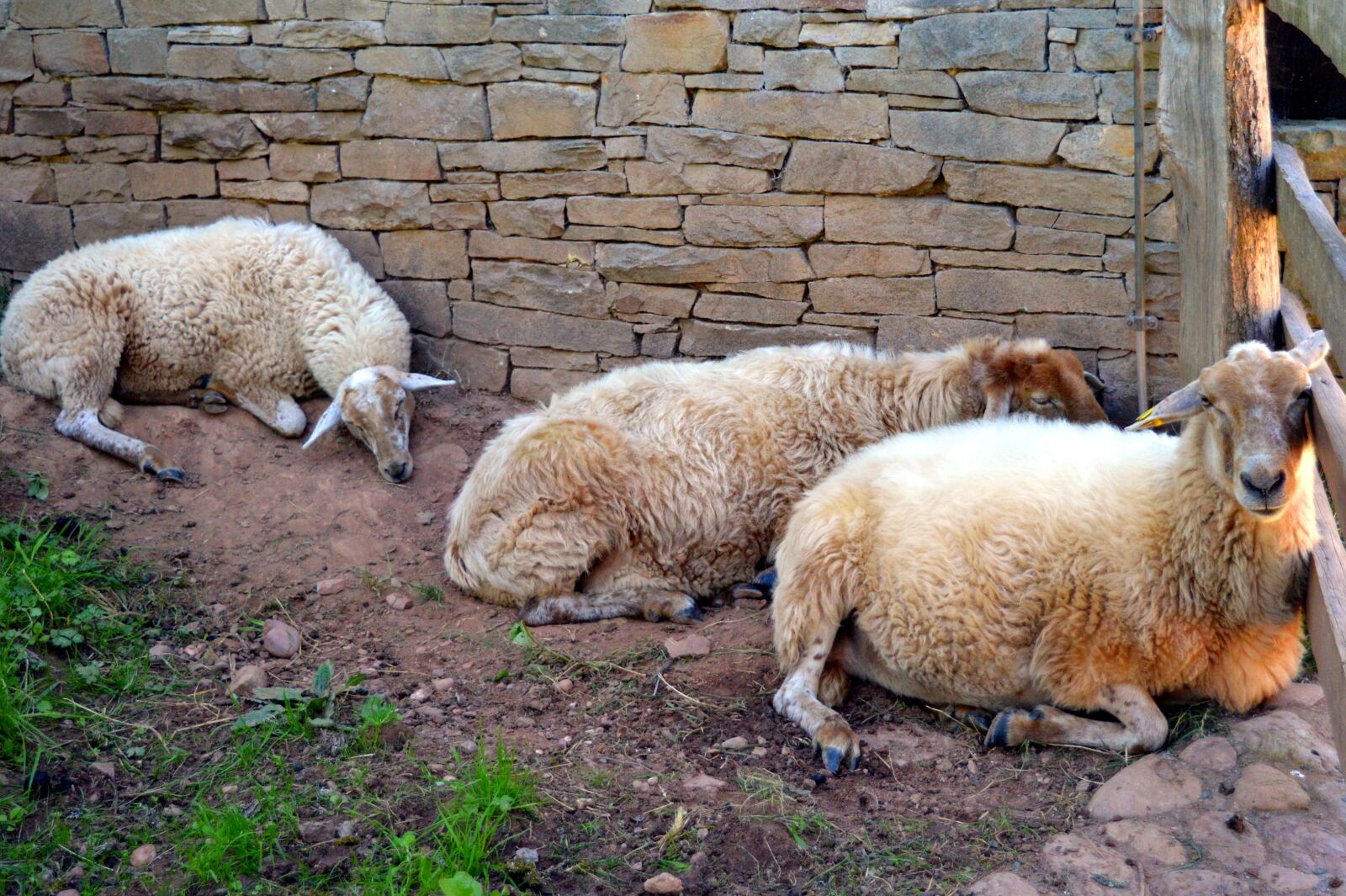 Nikon D3200 sample photo. Sheep, wool, shearing sheep photography