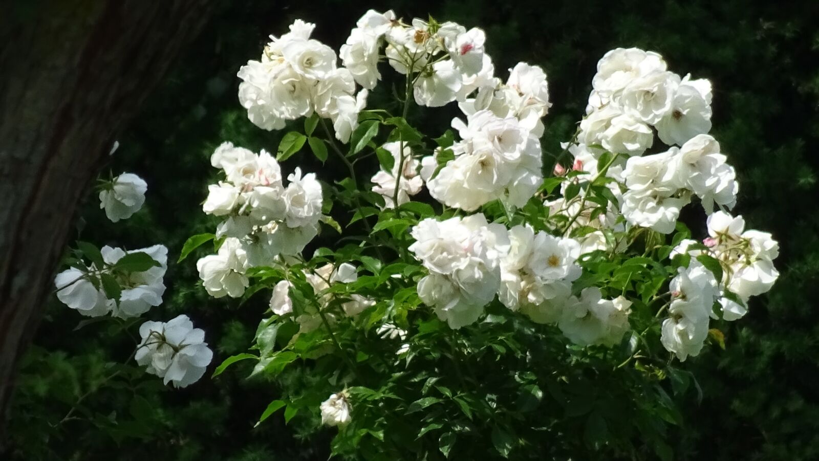 Sony DSC-HX60 sample photo. White, roses, garden photography