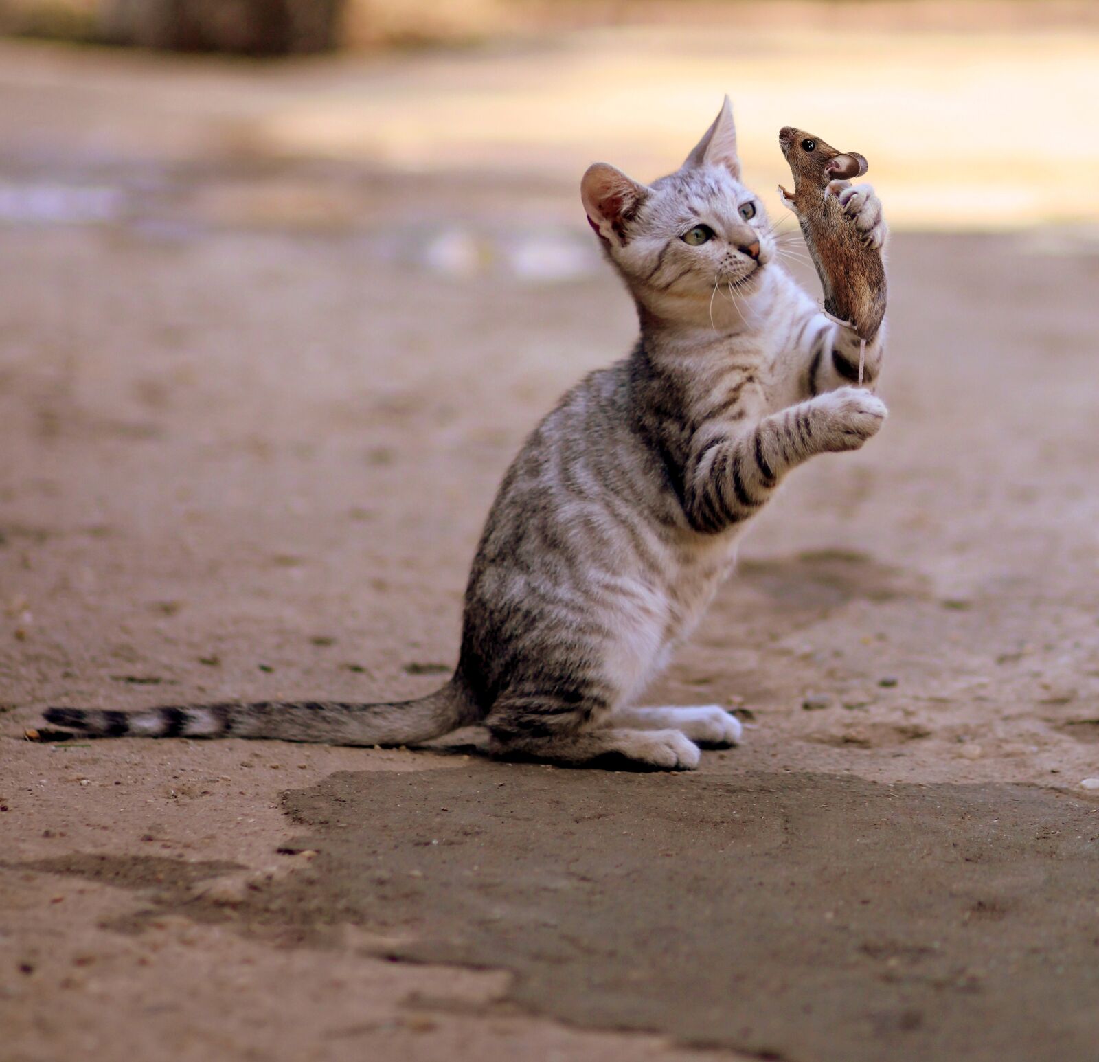 Canon EOS 700D (EOS Rebel T5i / EOS Kiss X7i) + Canon EF 85mm F1.8 USM sample photo. Cat and mouse, mammal photography