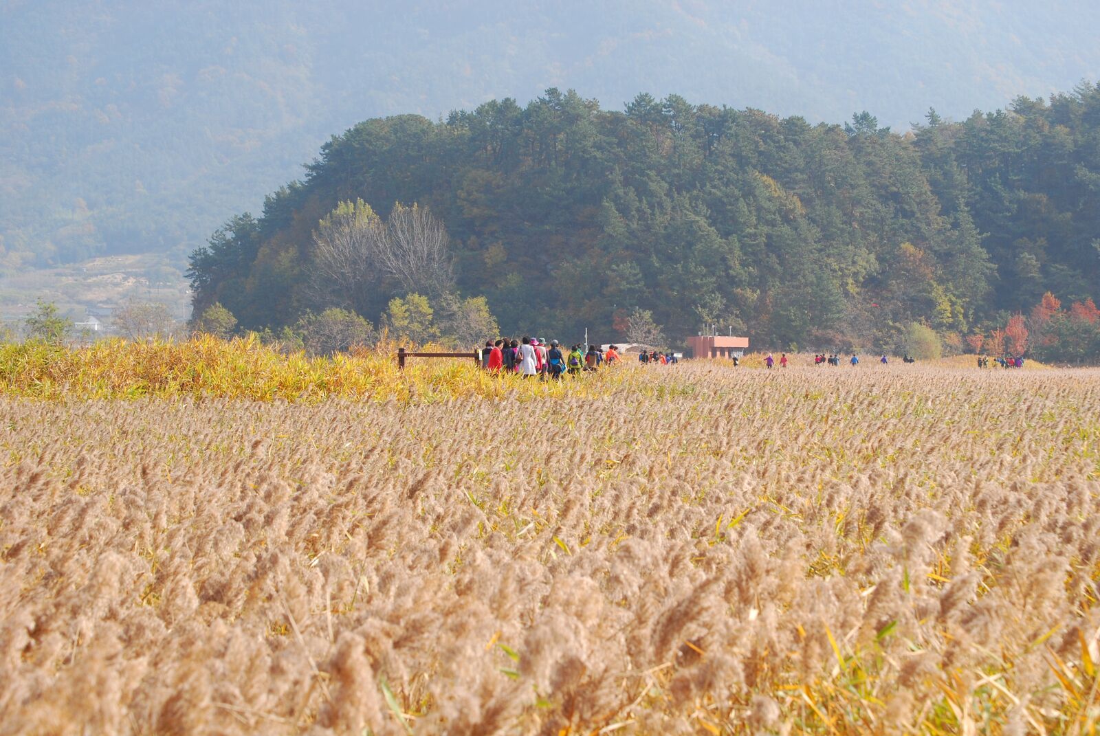 Nikon D60 sample photo. Autumn, reed, landscape photography