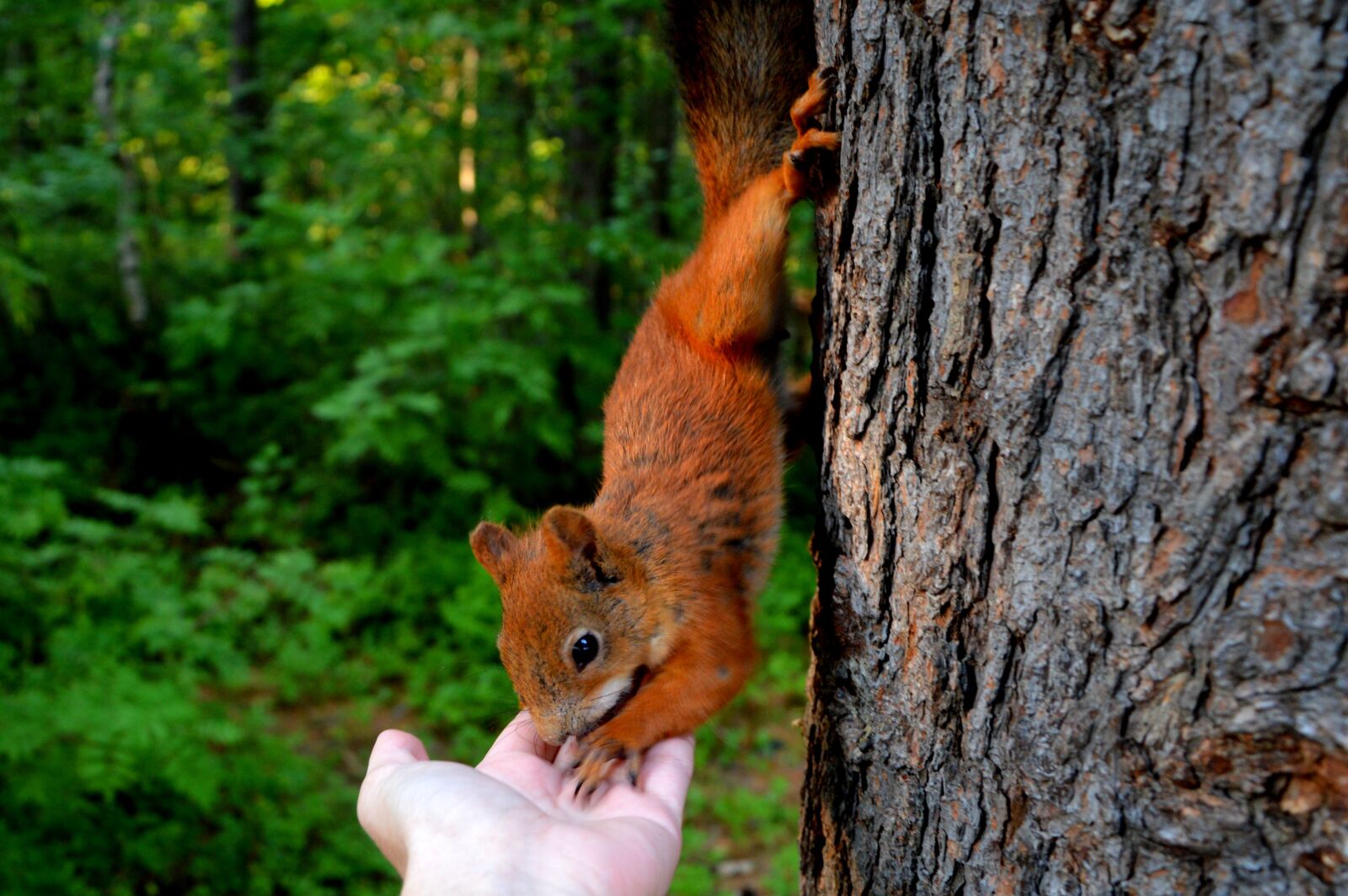 Nikon D3200 sample photo. Squirrel, forest, eating photography