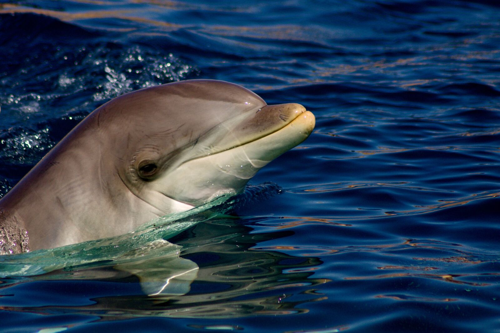 Canon EOS 1100D (EOS Rebel T3 / EOS Kiss X50) sample photo. Dolphin, fish, aquatic photography