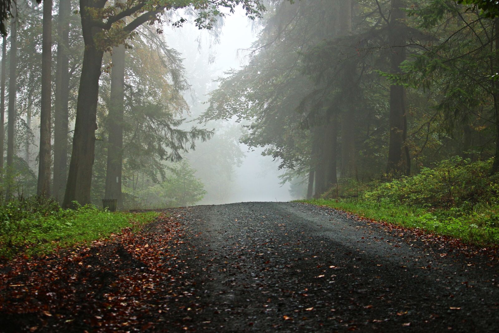 Canon EOS 100D (EOS Rebel SL1 / EOS Kiss X7) sample photo. Forest, away, fog photography