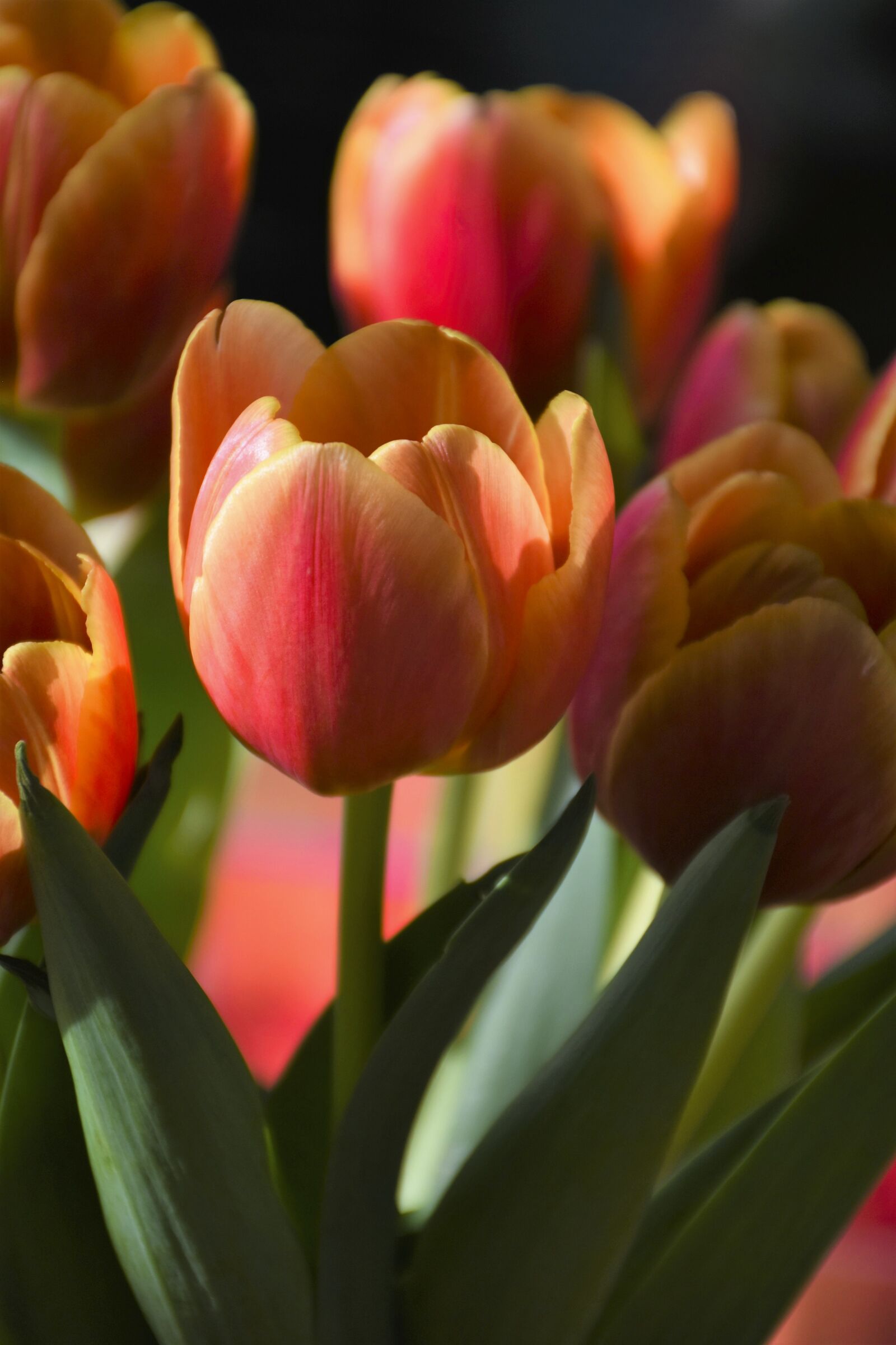 Nikon D7200 sample photo. Tulip, flower, spring photography