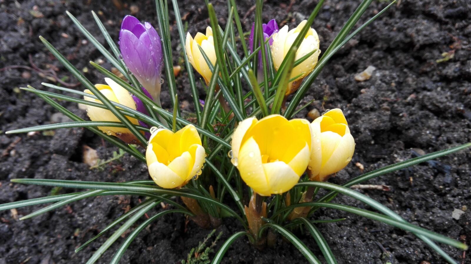 HUAWEI P8 Lite sample photo. Nature, plant, flower photography