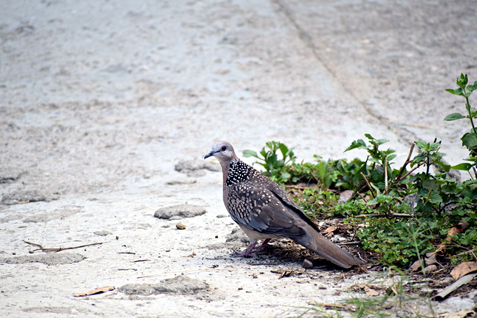 Nikon D3300 sample photo. Dove, bird, pigeon photography