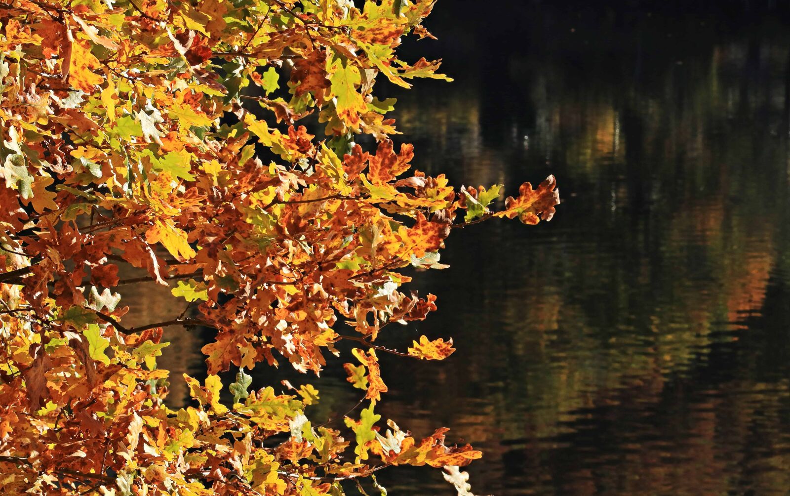 Canon EOS 80D sample photo. Autumn, leaf, yellow, water photography