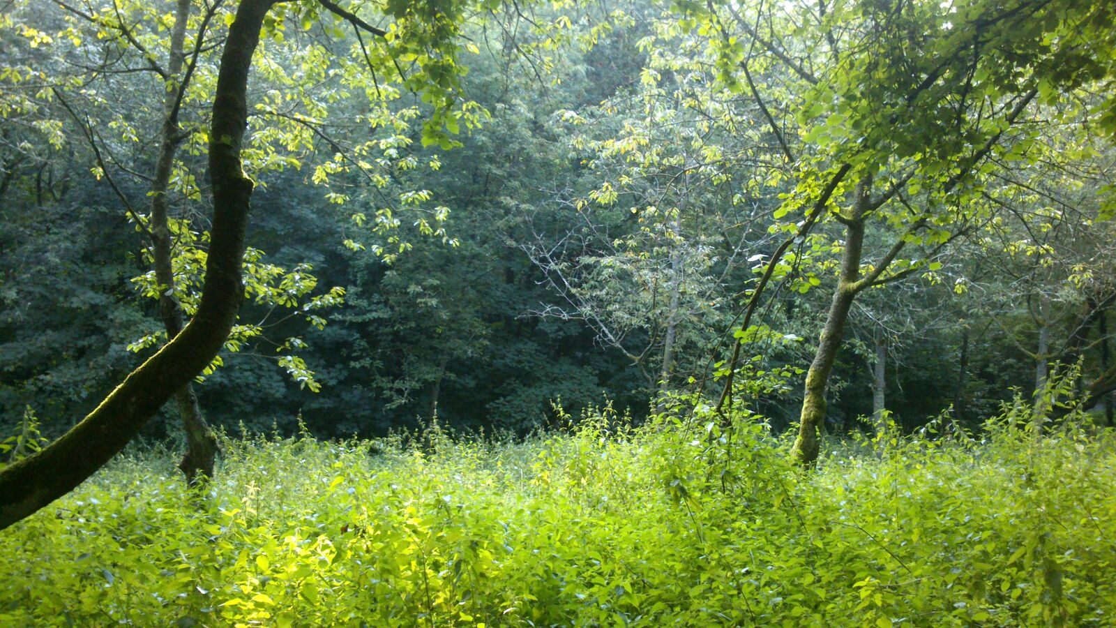 Sony Xperia P sample photo. Trees, in, forest photography