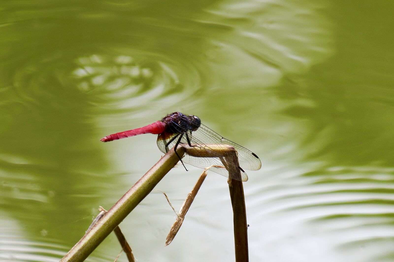Canon PowerShot G3 X sample photo. Dragonfly, quentin chong, red photography