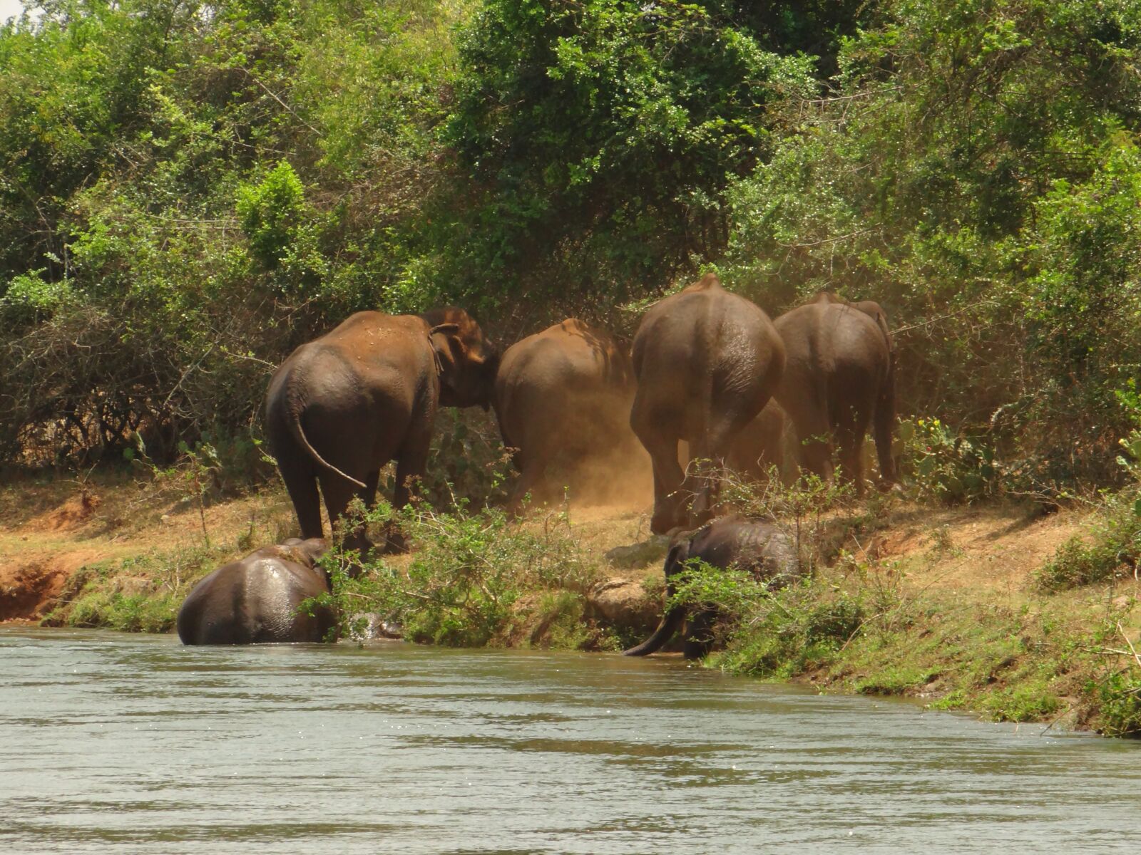 Sony DSC-HX200V sample photo. Elephants, bathing elephants, herd photography