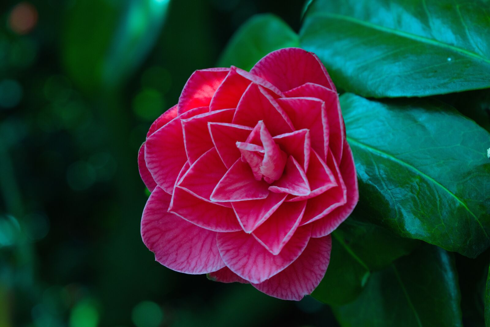 Nikon D3400 sample photo. Rose, plant, foliage photography