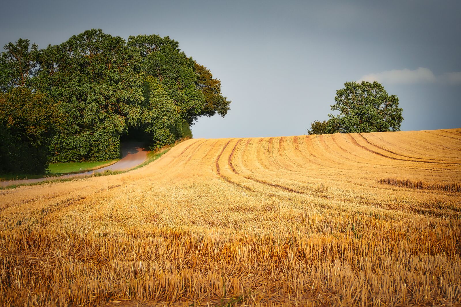 Panasonic Lumix DMC-GX8 sample photo. Harvest, field, agriculture photography