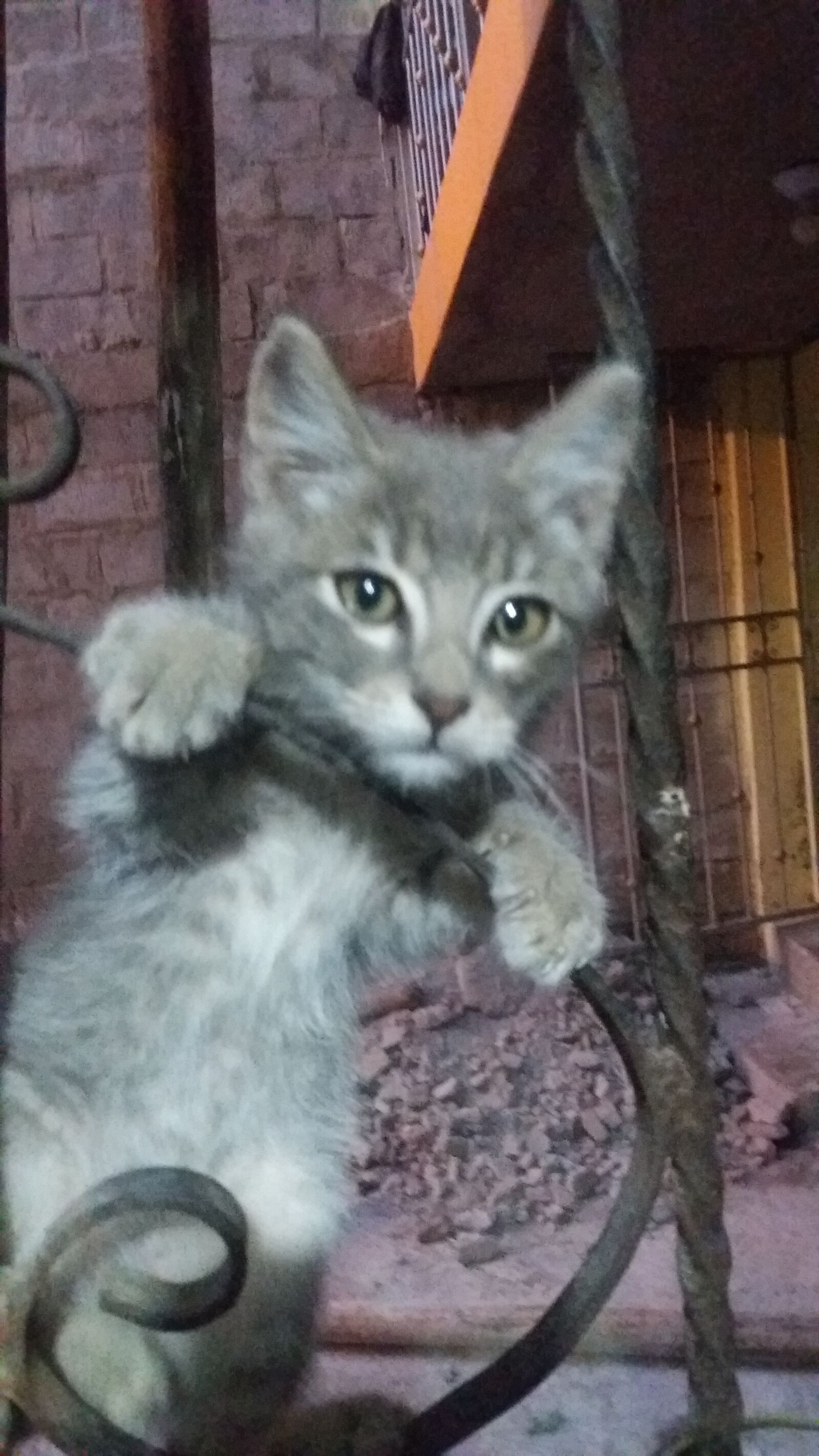 Samsung Galaxy J5 sample photo. Gato, animal, adorable photography