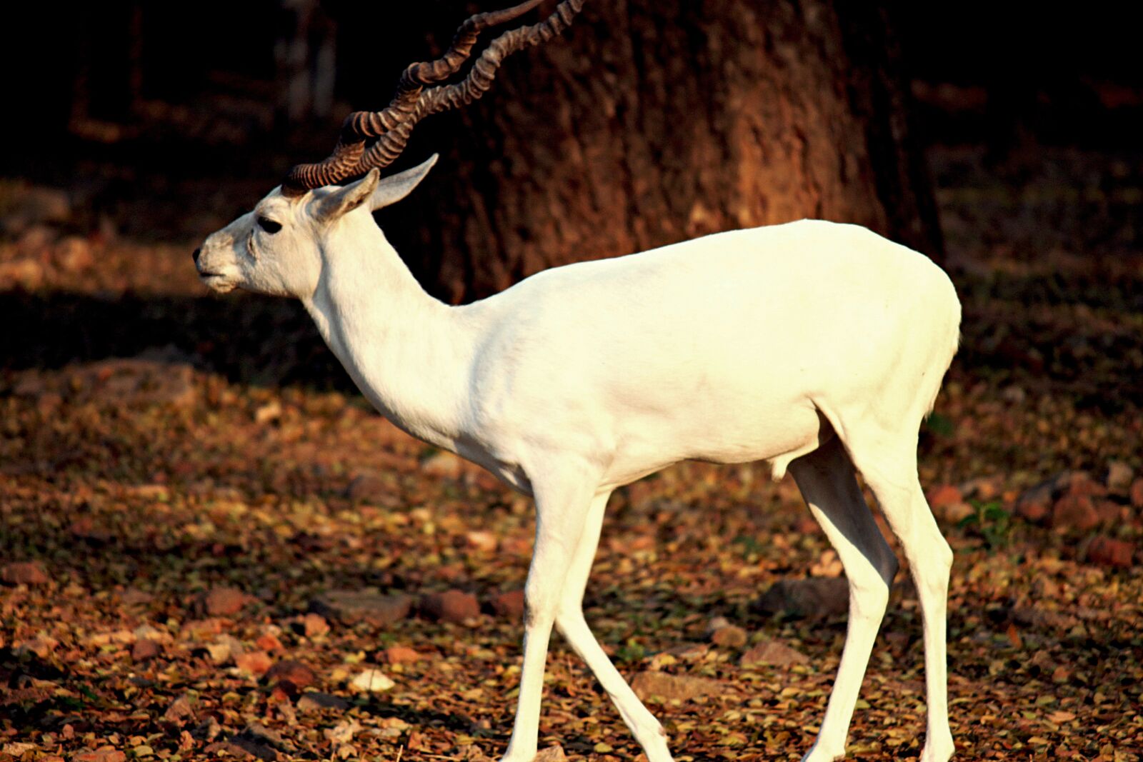 Canon EOS 500D (EOS Rebel T1i / EOS Kiss X3) sample photo. White deer, deer, stag photography